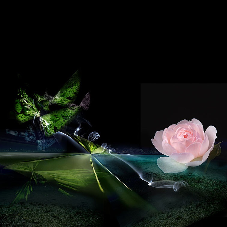 Autour de la rose, création graphique de Cécile Flipo, en édition limitée et numérotée et en exclusivité vente chez Myovahe.