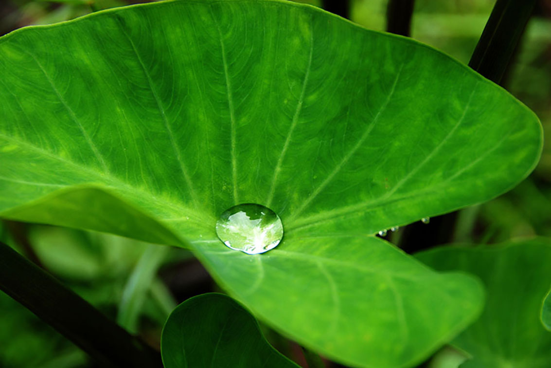 Dans le creux du taro de Cécile Flipo Dans le creux du taro, photographie de Cécile Flipo, en édition numérotée et en exclusivité vente chez Myovahe.