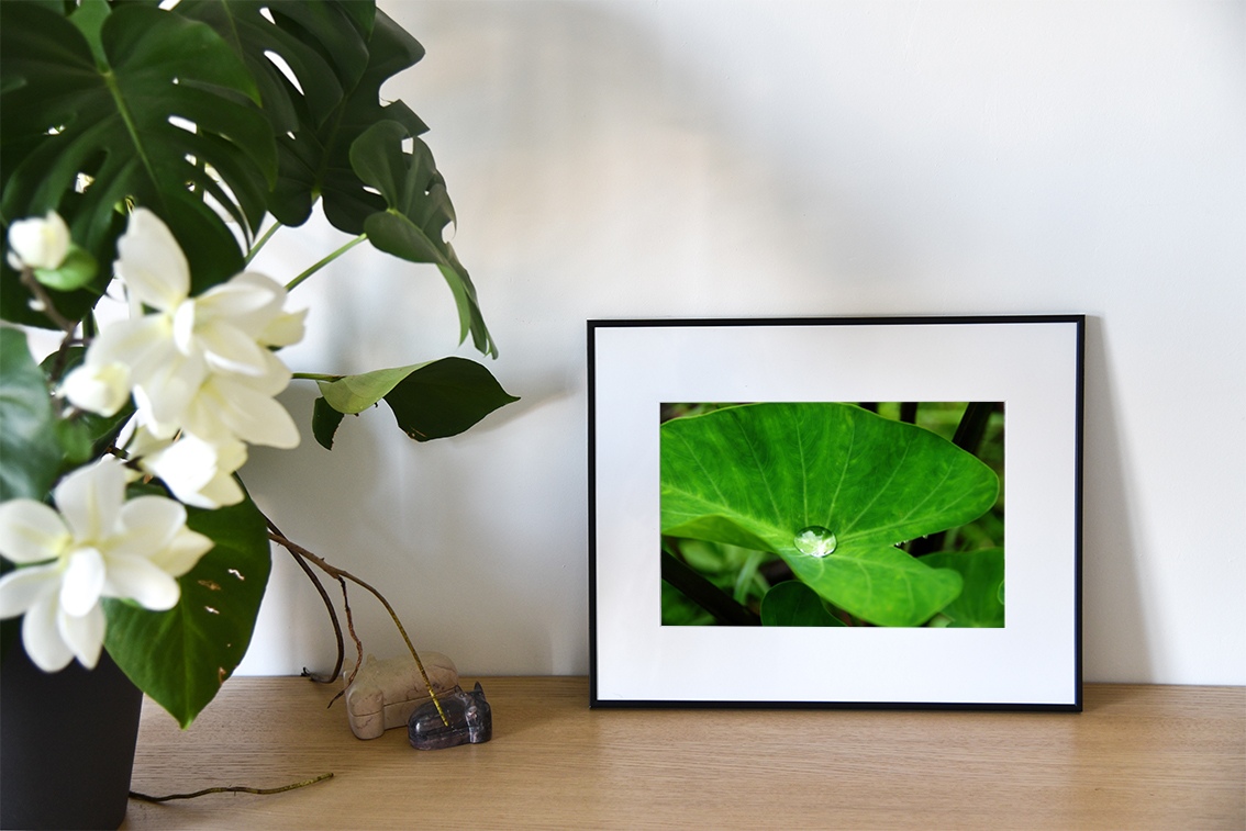 Dans le creux du taro, photographie de Cécile Flipo, en édition numérotée et en exclusivité vente chez Myovahe.