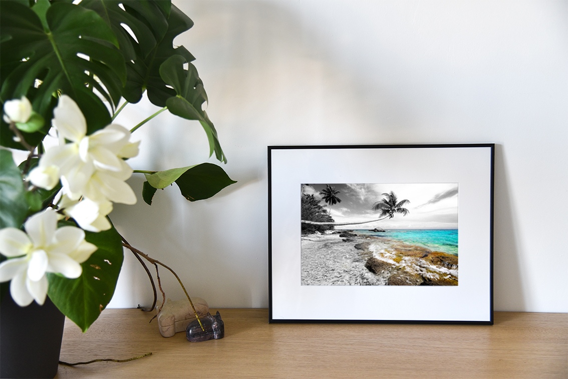 Le cocotier coquet, photographie de Cécile Flipo, en édition numérotée et en exclusivité vente chez Myovahe.
