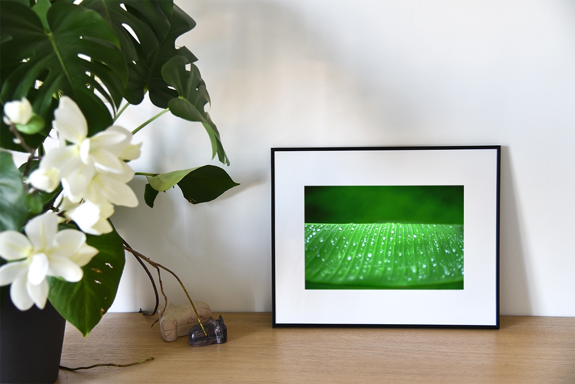 Perles d'eau sur feuille de bananier est une photographie de Cécile Flipo, en édition numérotée et en exclusivité vente chez Myovahe.