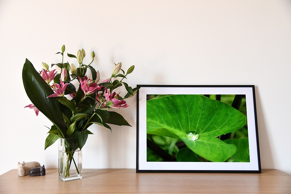Dans le creux du taro, photographie de Cécile Flipo, en édition numérotée et en exclusivité vente chez Myovahe.