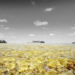 Or et lumière, une photographie de Cécile Flipo, en édition limitée pour les grands formats, numérotée et en exclusivité vente chez Myovahe.