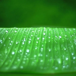 Perles d'eau sur feuille de bananier en exclusivité vente chez MyOvahe