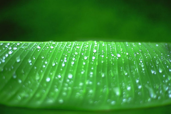 Perles d'eau sur feuille de bananier en exclusivité vente chez MyOvahe