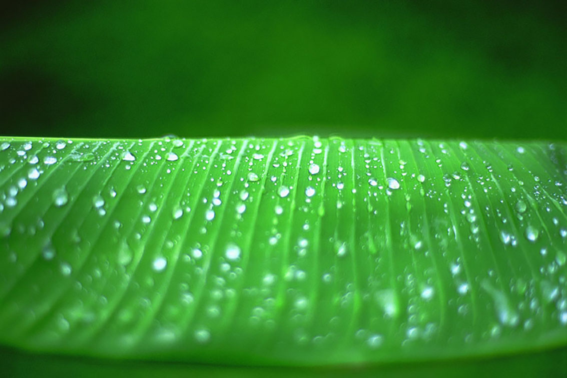 Perles d'eau sur feuille de bananier de Cécile Flipo Perles d'eau sur feuille de bananier en exclusivité vente chez MyOvahe